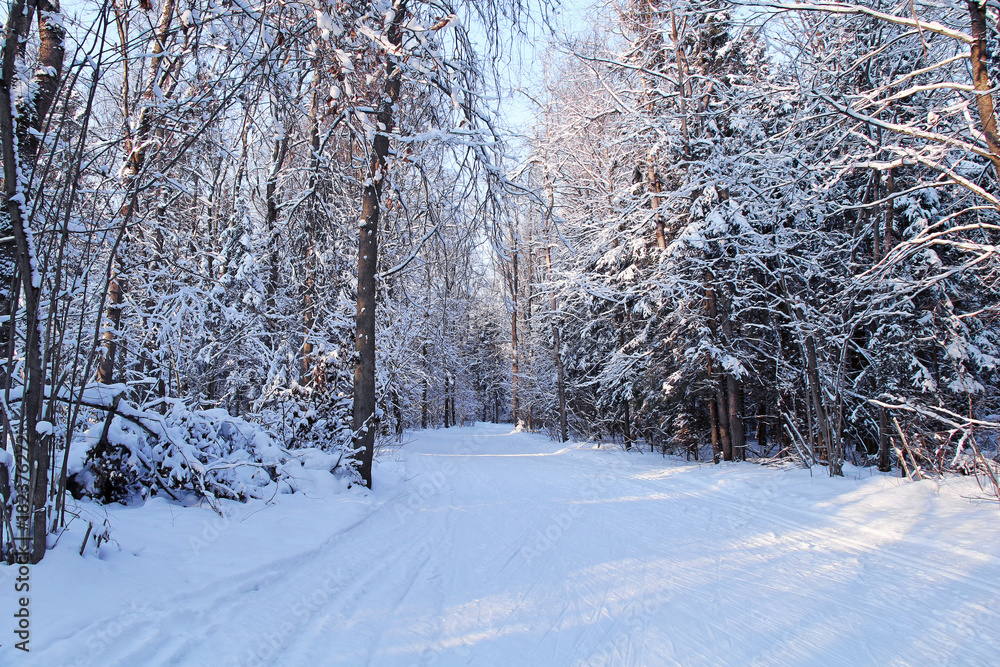 Fototapeta premium The sun in a cold winter forest