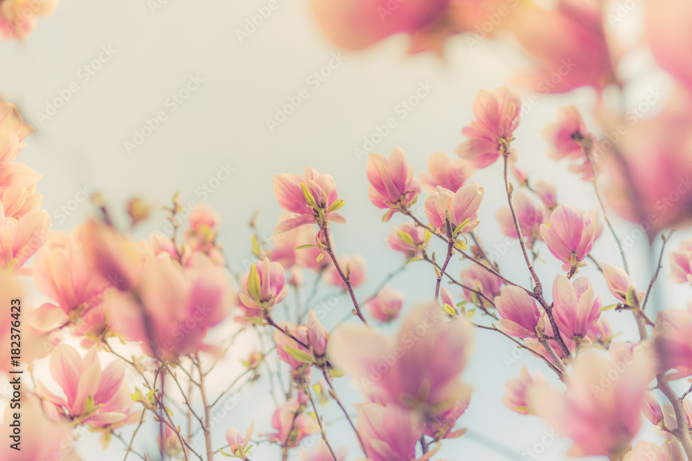 Fototapeta premium Spring background, flowers under sunlight