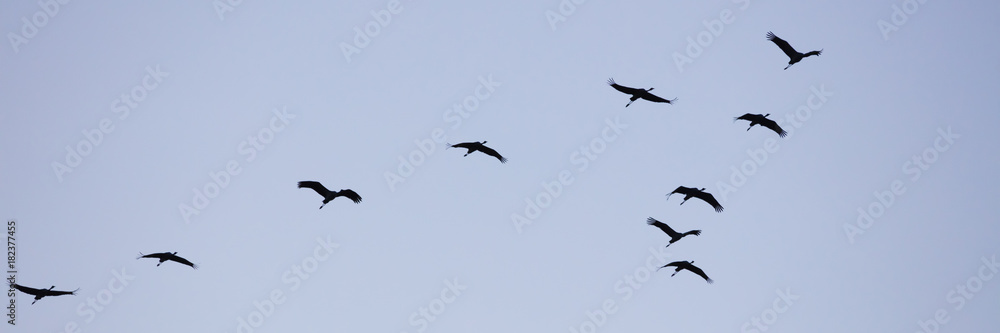 Kraniche, (Grus grus), Nationalpark Vorpommersche Boddenlandschaft, Fischland-Darß-Zingst, Mecklenburg-Vorpommern, Deutschland, Europa Kraniche, (Grus grus), Nationalpark Vorpommersche Boddenlandschaft, Fischland-Darß-Zingst, Mecklenburg-Vorpommern, Deutschland, Europa
