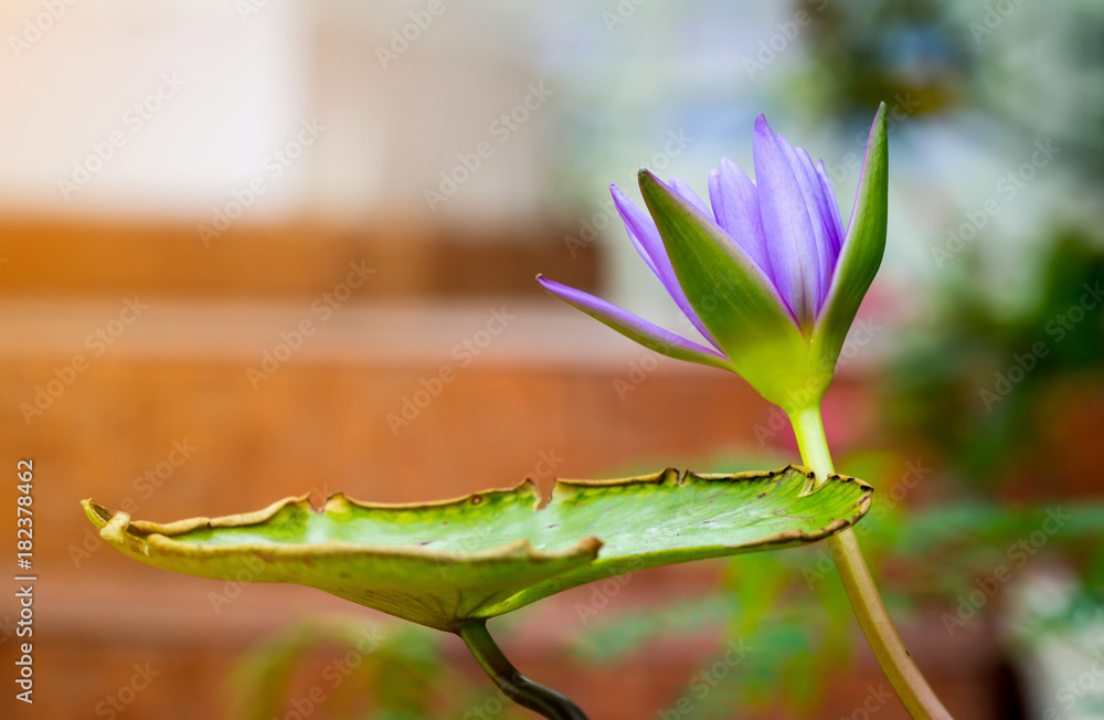 close up lotus flower.flower picture of beautiful purple lotus on the pond with yellow pollen or close up colorful water lily with scientist named Nymphaeaceae (hybrid) isolated on black background close up lotus flower.flower picture of beautiful purple lotus on the pond with yellow pollen or close up colorful water lily with scientist named Nymphaeaceae (hybrid) isolated on black background