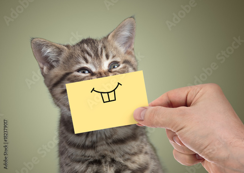 happy cat with funny smile on cardboard