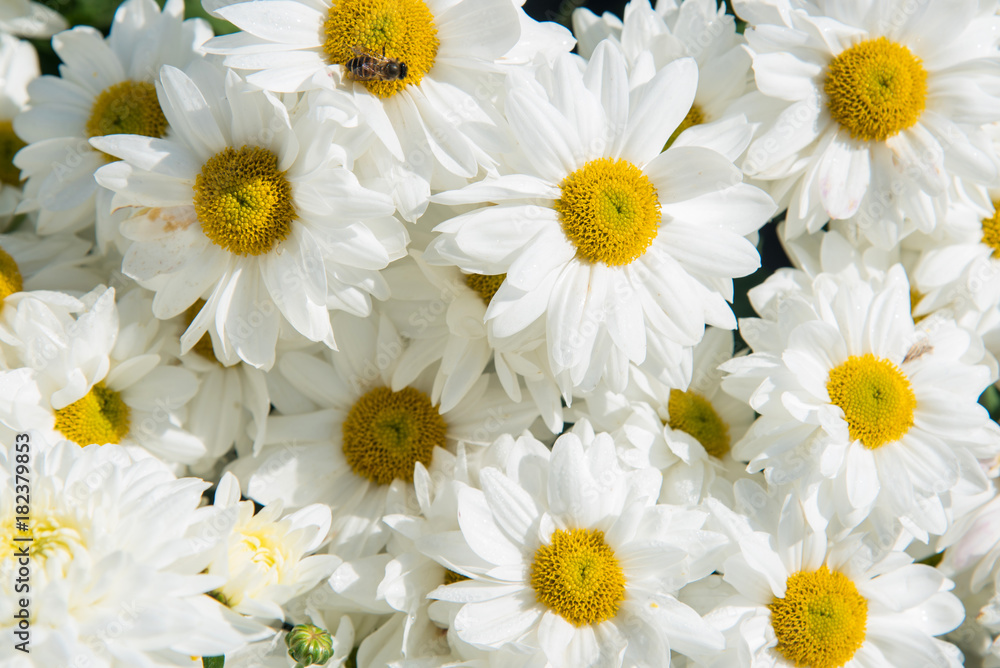 Obraz premium White Shasta Daisy.