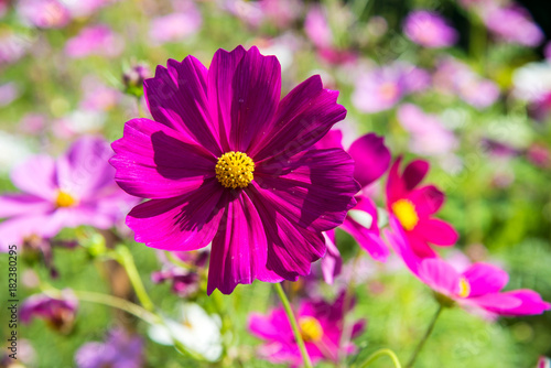 Cosmos flowers in the garden.