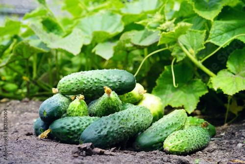Group of fresh beautiful young cucumbers on the ground against a background of juicy green leaves. Harvesting of cucumbers plants.