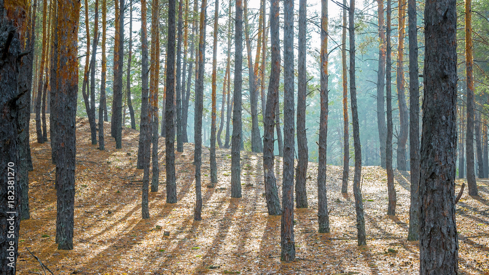 Landscape in a coniferous forest on a clear autumn day. Long shadows from the trunks of trees. Landscape in a coniferous forest on a clear autumn day. Long shadows from the trunks of trees.