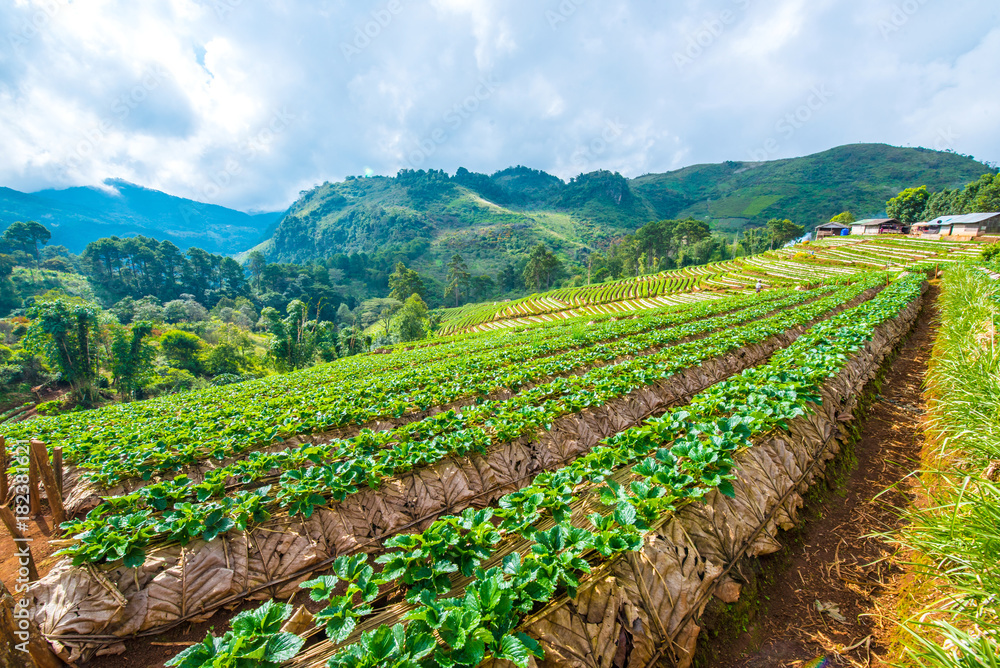strawberry farm in the northern of Thailand,Doi Ang Khang,Chiangmai Province.