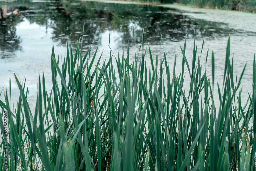 Reeds by the lake, a spring day, in nature, a pond overgrown with grass, in the park in the early morning.