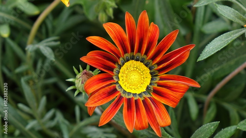 gazania amazing red flower closeup