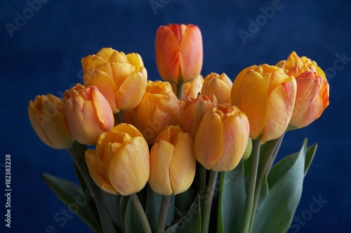 tulip flower vivid yellow closeup