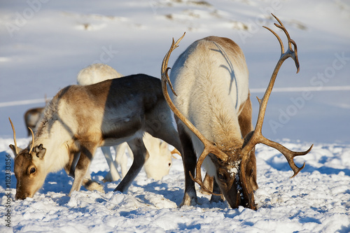 Reindeers graze in deep snow in natural environment in Tromso region  Northern Norway.
