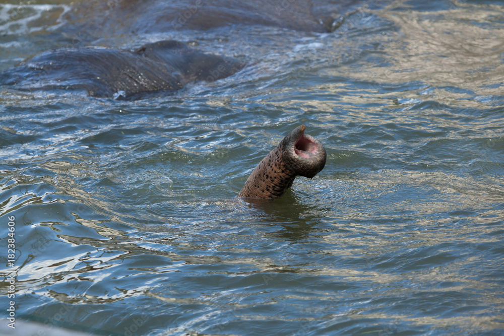 Naklejka premium Asian elephant (Elephas maximus) bathing.