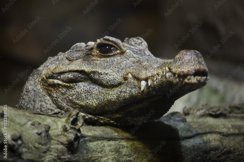 Obraz premium Dwarf crocodile (Osteolaemus tetraspis)