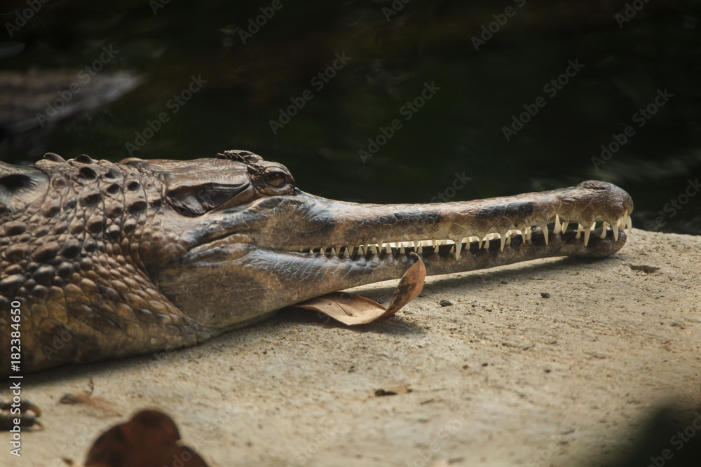 Fototapeta premium False gharial (Tomistoma schlegelii)