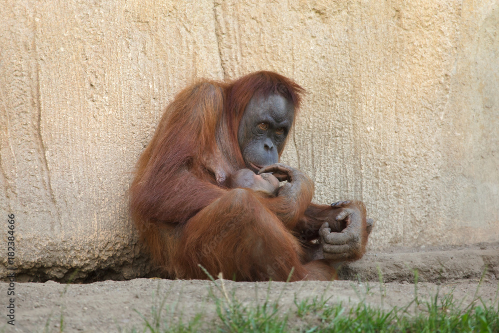 Sumatran orangutan (Pongo abelii)
