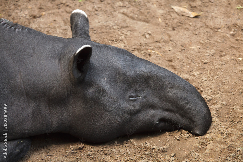 Malayan tapir (Tapirus indicus) Malayan tapir (Tapirus indicus)