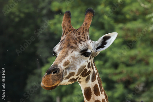Rothschild's giraffe (Giraffa camelopardalis rothschildi)