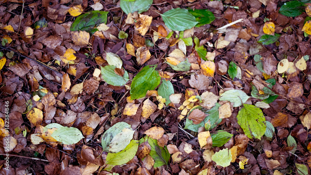 Wet leaves in the park after the rain are green brown. Autumn day in the city on earth. Wet leaves in the park after the rain are green brown. Autumn day in the city on earth.