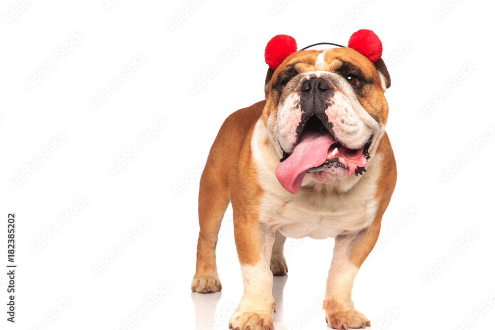 funny english bulldog wearing ear muffs is standing and panting