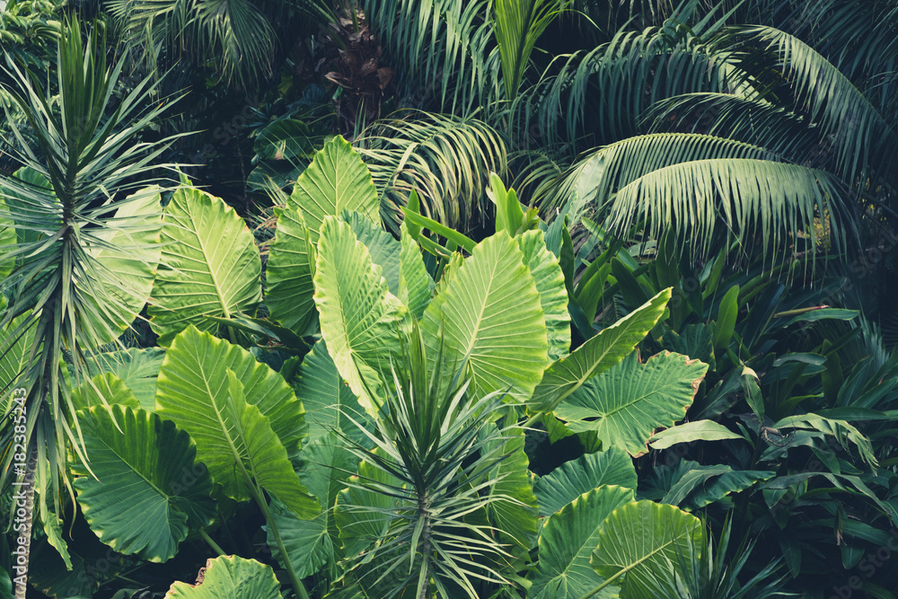 Fototapeta Dżungla rośliny tropikalne