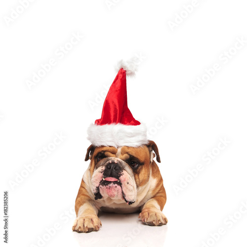grumpy english bulldog santa sticking out his tongue © Viorel Sima
