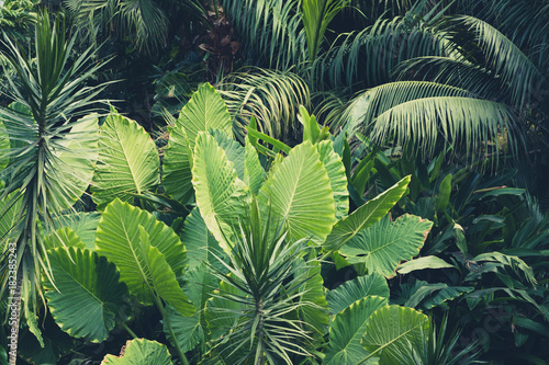 palm trees, jungle  - tropical plants background