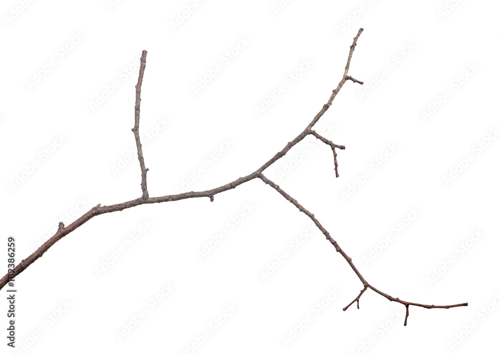 small bare tree branch isolated on white