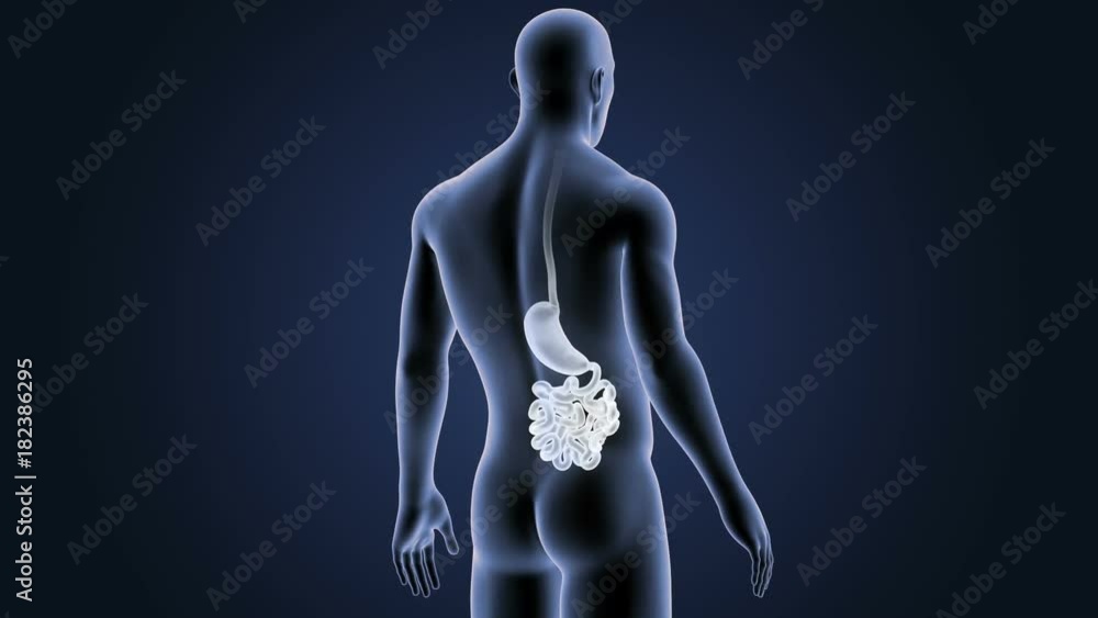 Stomach and Small Intestine with Body Stomach and Small Intestine with Body