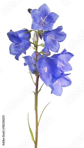Fototapeta Naklejka Na Ścianę i Meble -  eight blue bellflower blooms on stem