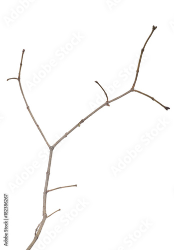 small bare tree branch on white