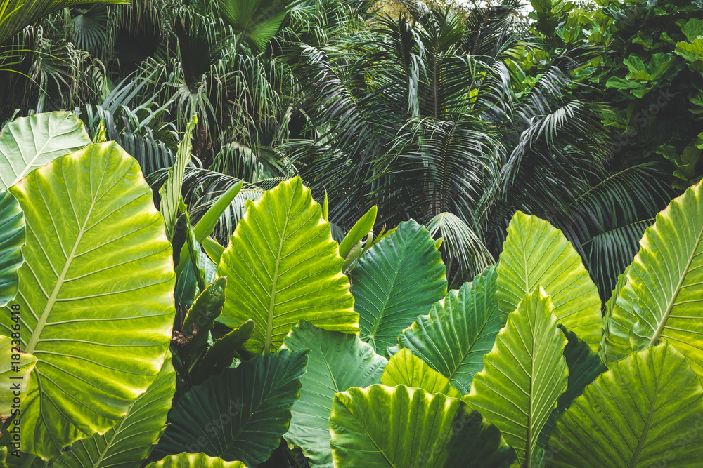 Fototapeta premium huge palm tree leaves , Elephant Ears 