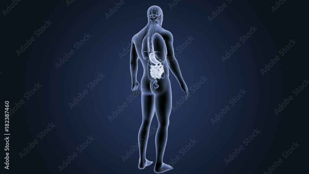 Stomach and Small Intestine with Organs Stomach and Small Intestine with Organs