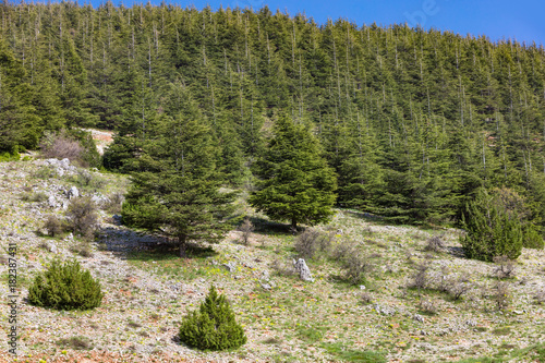 trees of Al Shouf Cedar Nature Reserve Barouk in mount Lebanon Middle east