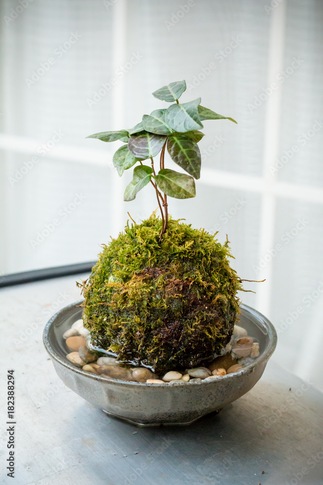 苔盆栽 苔盆栽