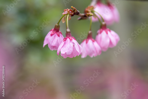 桜の花