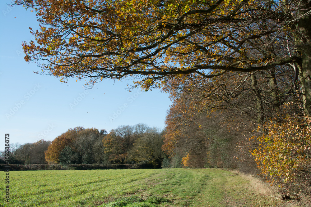 Leaves falling from a tree in coutryside scenery in winter