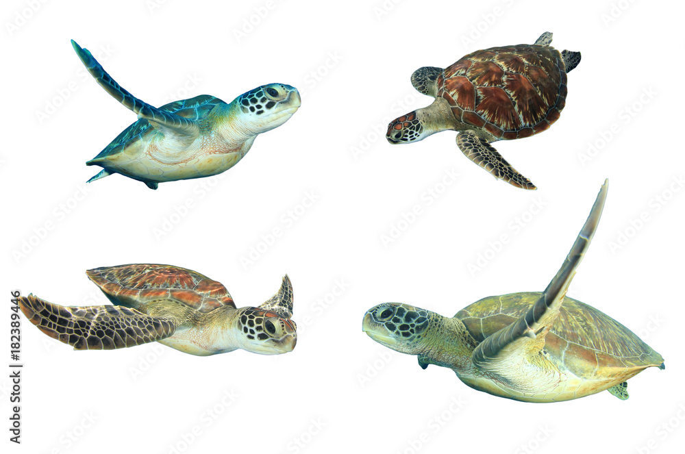 Fototapeta premium Sea Turtles isolated on white background