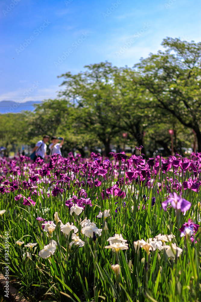 花菖蒲