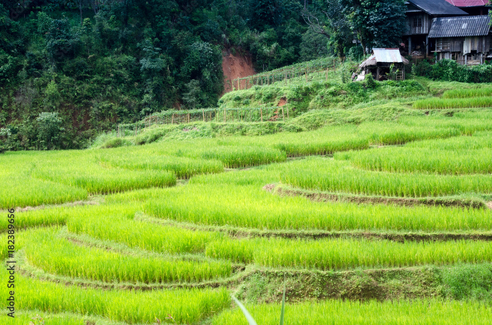 Ladder Rice Fields  at Mae Hong Son Thailand