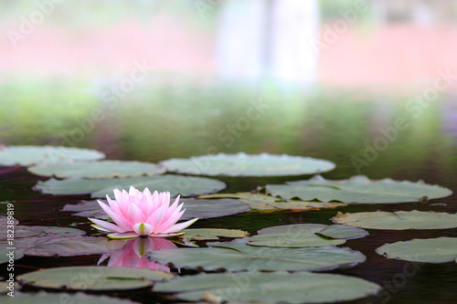 Fotografie 睡蓮の花