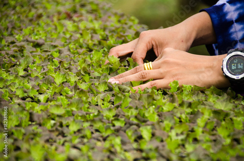 Close up of female farmer hand examining Young seedlings in a hothouse,lettuce sprouts