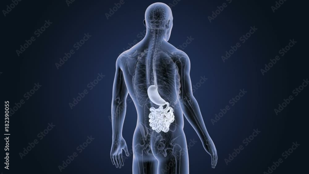 Stomach and Small Intestine with Anatomy Stomach and Small Intestine with Anatomy