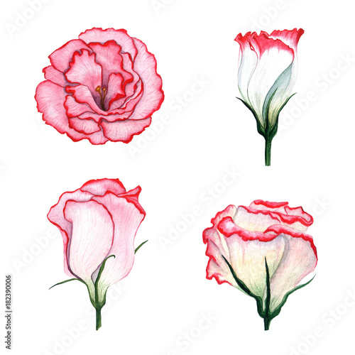 Watercolor set of flowers Eustoma