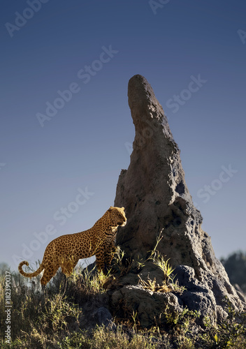 Εκτύπωση καμβά A male leopard surveys his teritory from a termite mound in the Okavango Delta,