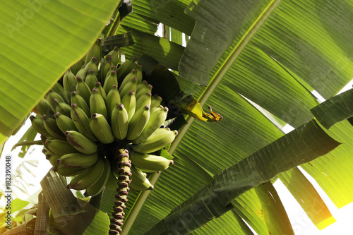 Green bananas in the Brazilian jungle