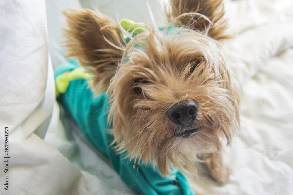 Perro pequeño yorkshire disfrazado de dinosaurio Perro pequeño yorkshire disfrazado de dinosaurio