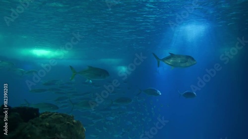 Wallpaper Mural Fish life under water. Torontodigital.ca