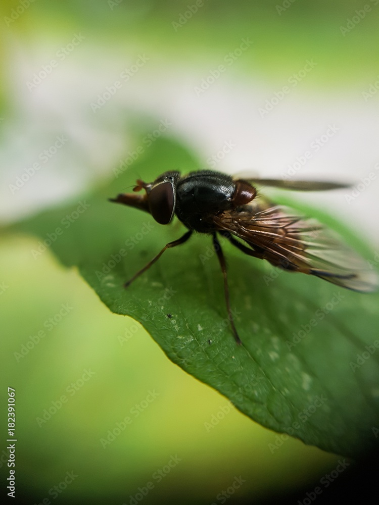 Fototapeta premium Fly