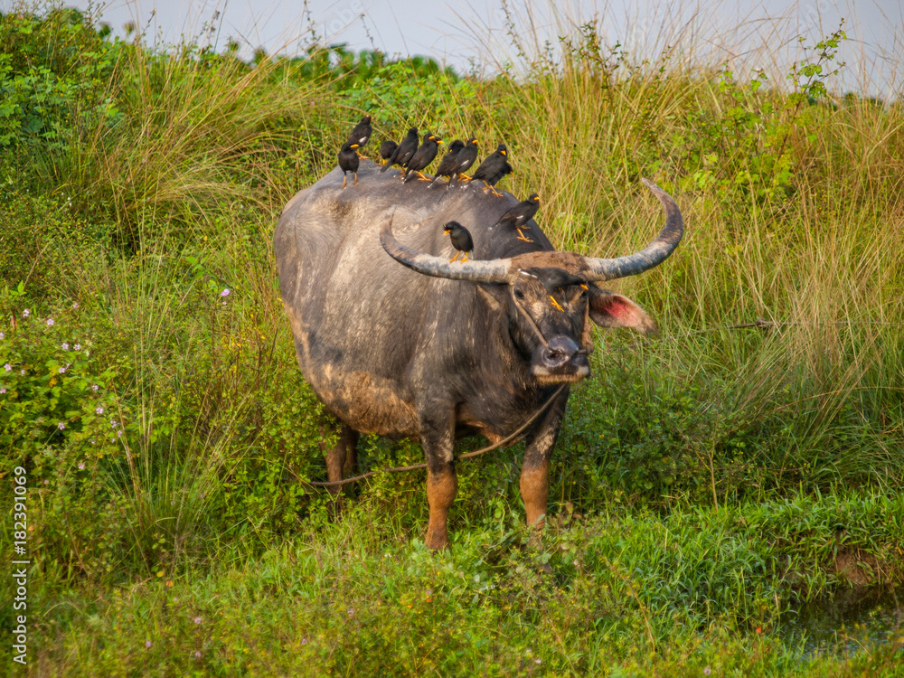 Obraz premium many Mynas on buffalo 's head