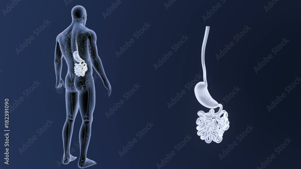 Stomach and Small Intestine zoom with Skeleton Stomach and Small Intestine zoom with Skeleton