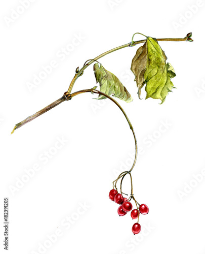 Red berries of viburnum on a branch  with leaves, watercolor sketch, isolated